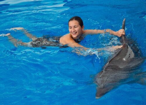 Dolphin Show Pattaya