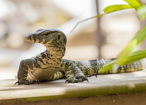 Crocodile Farm Pattaya